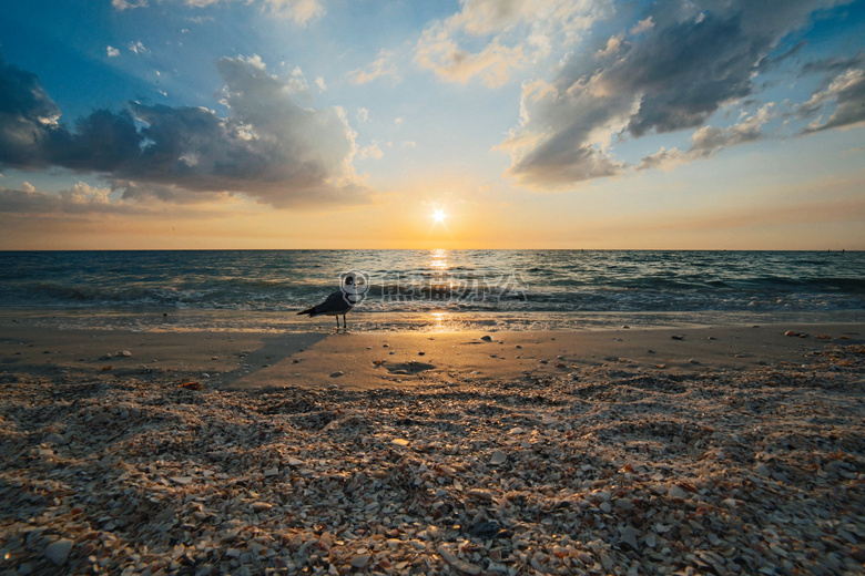 禽 海滩 鸟