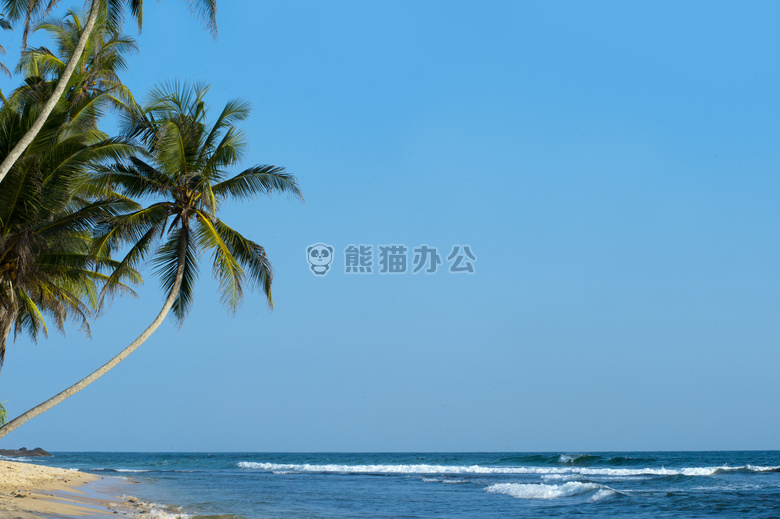 海滩 海岸 椰子