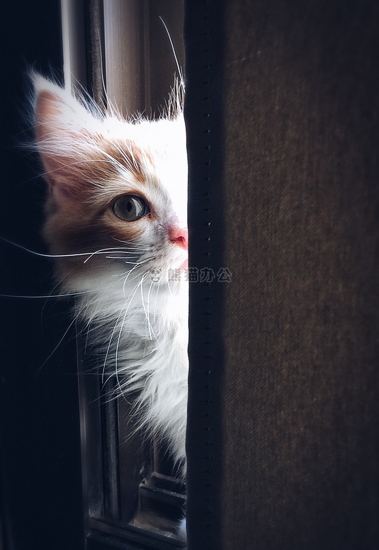 可爱极了 动物 猫