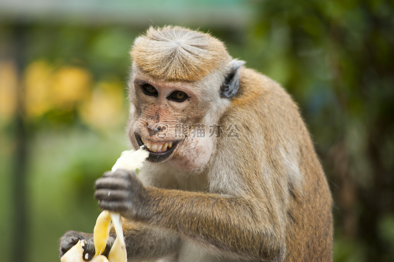 动物 猿 香蕉