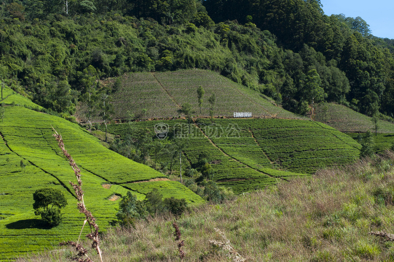 农业 乡村 作物
