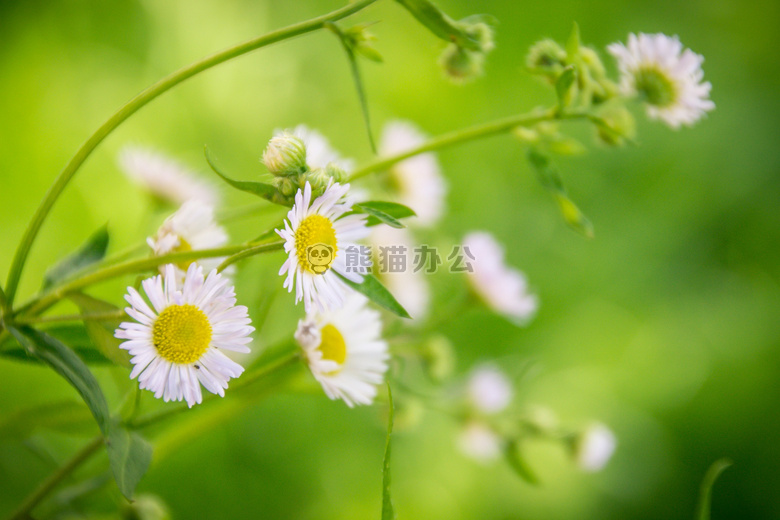 开花 洋甘菊 植物区系