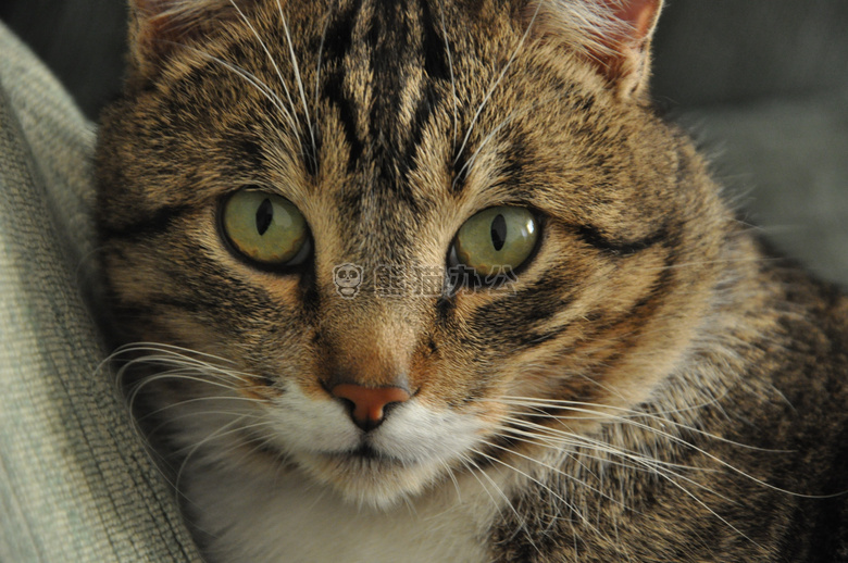 可爱极了 动物 猫