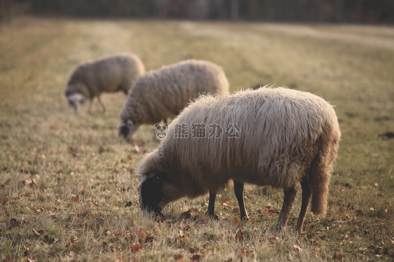 农业 动物 农场