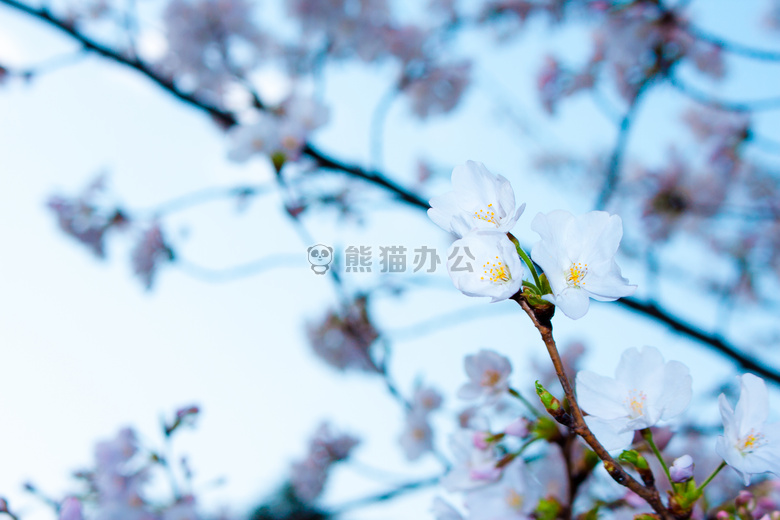 开花 绽放 模糊
