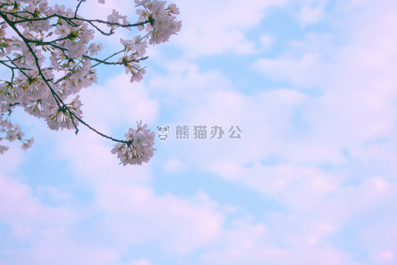 开花 蓝色 天空