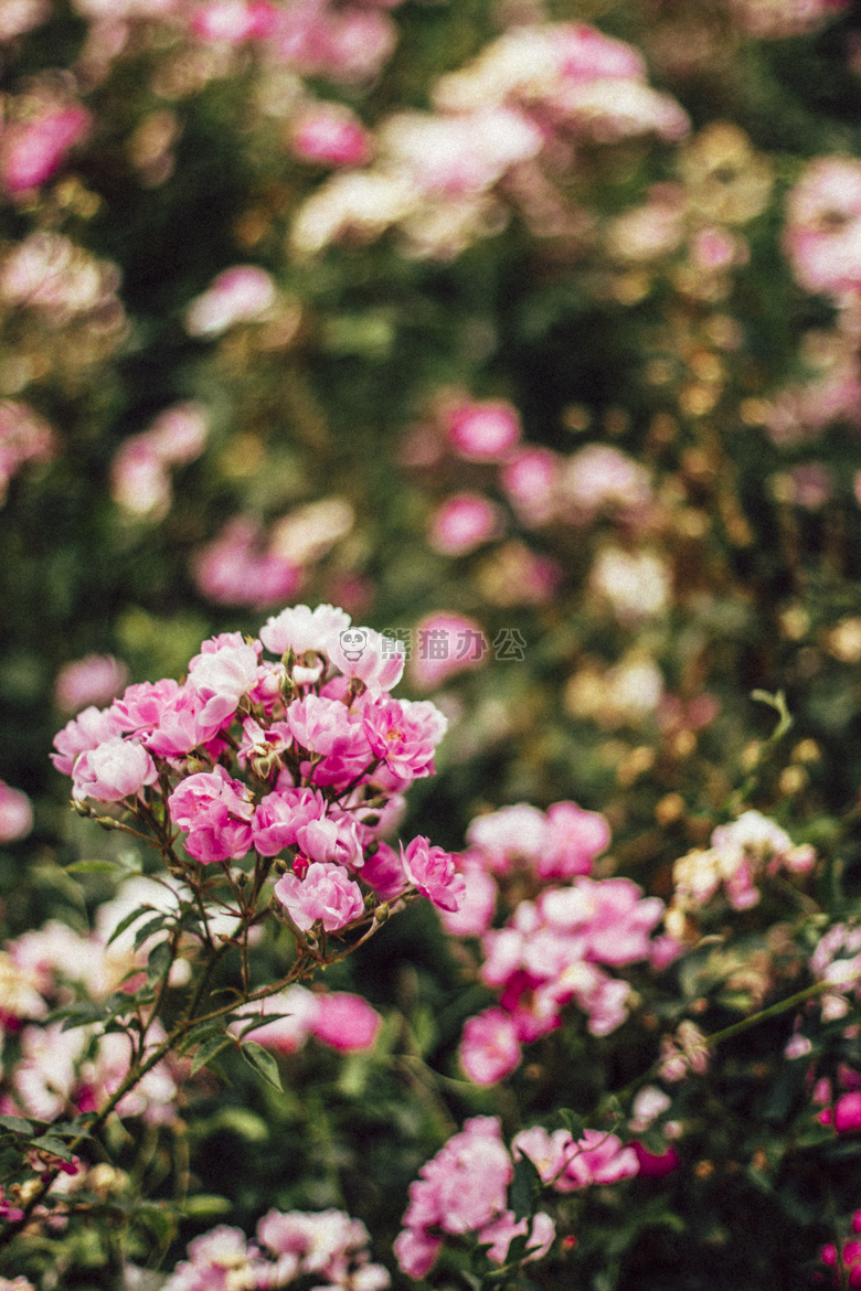 背景 美丽的 花