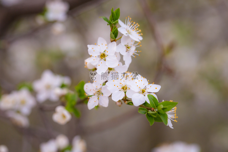 美丽的 绽放 开花