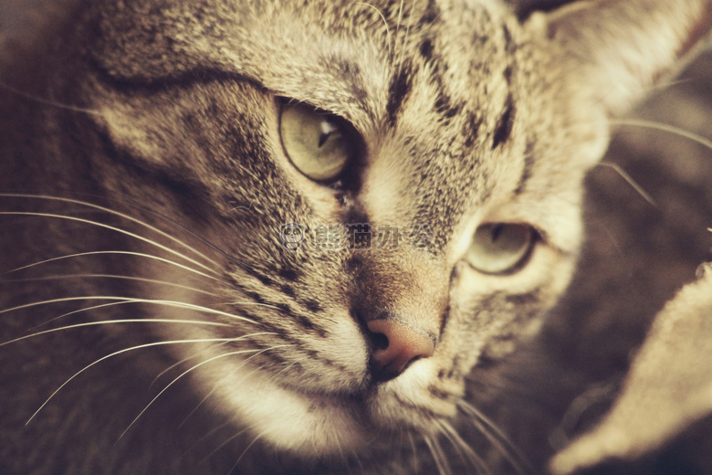 可爱极了 动物 猫