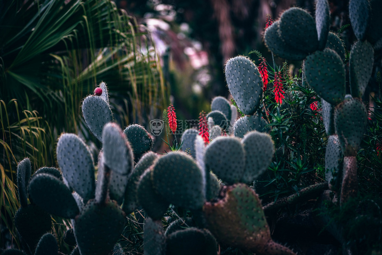 模糊 植物学的 仙人掌科