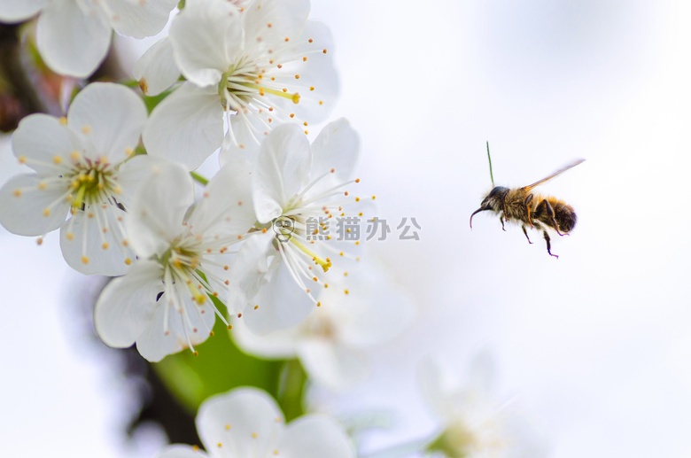 美丽的 美女 蜜蜂