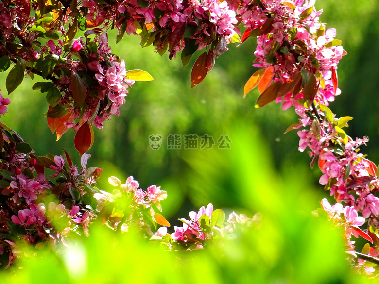 美丽的 开花 绽放