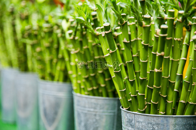 农业 竹 植物学的