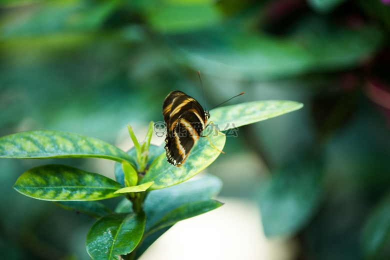 生物学 模糊 蝴蝶