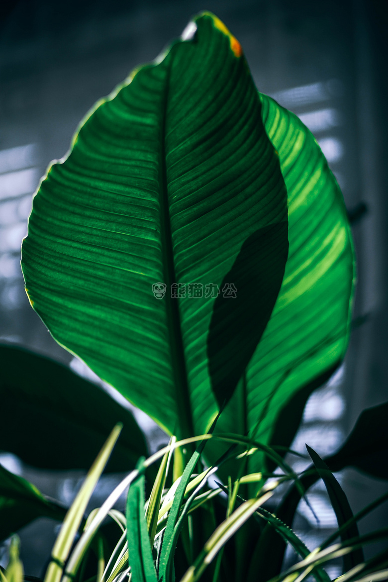 背景 植物学的 特写