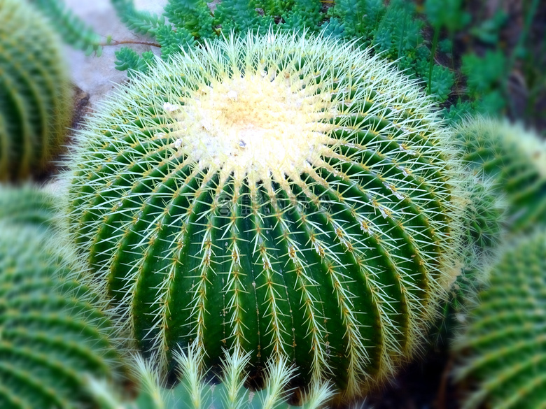 模糊 植物学的 仙人掌