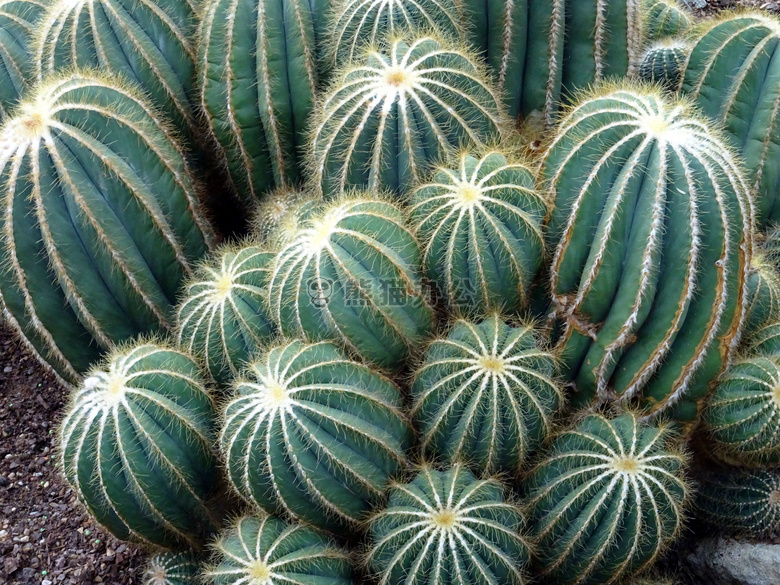 植物学的 仙人掌 特写