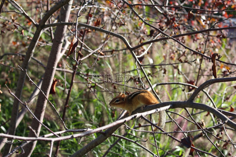 动物 加拿大 可爱的