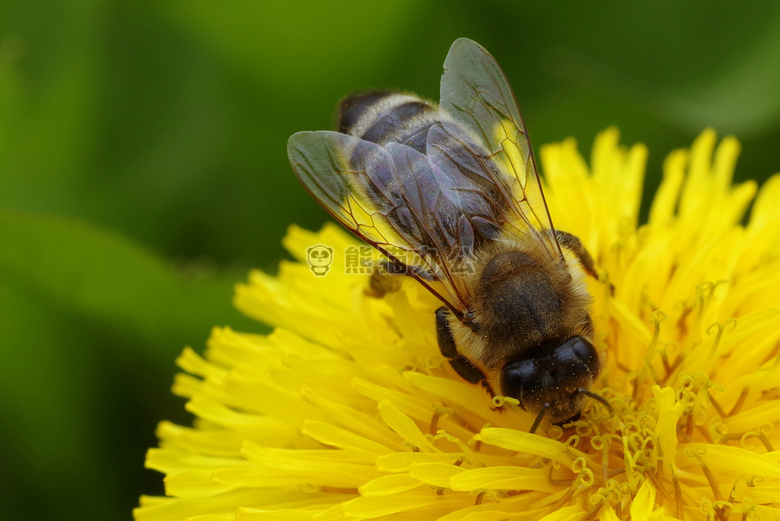 动物 美丽的 蜜蜂