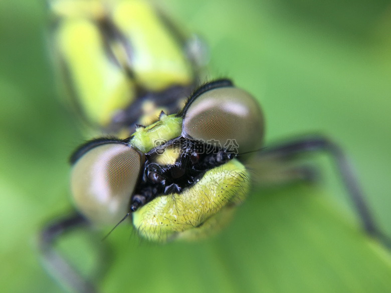 动物 生物学 模糊