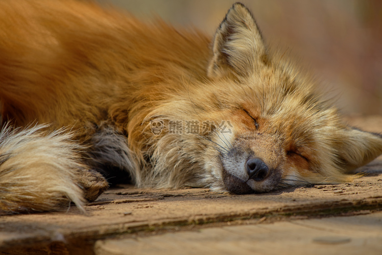 可爱极了 动物 犬