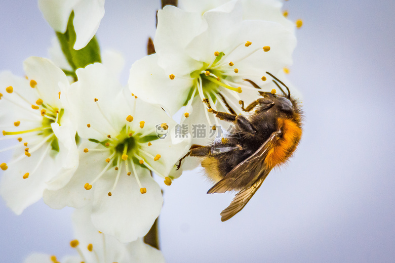 动物 蜜蜂 开花