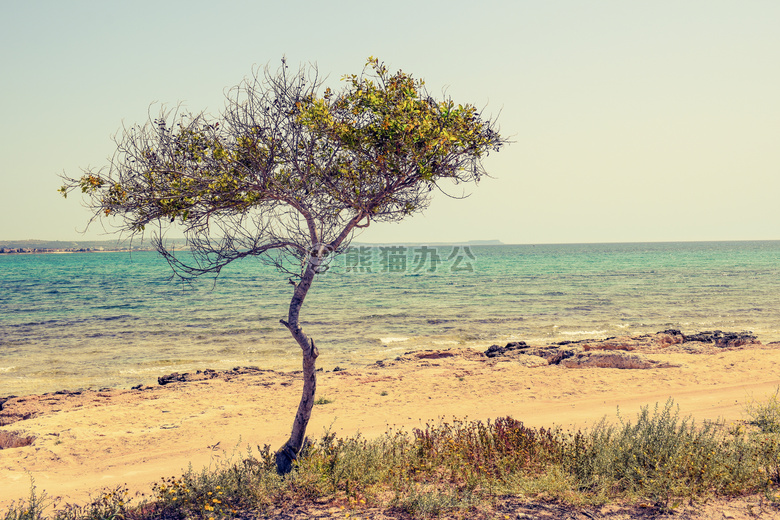 海滩 美丽的 塞浦路斯