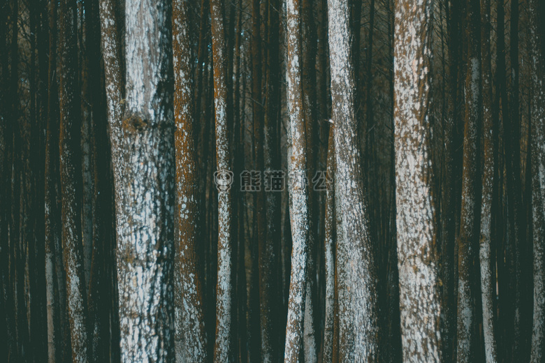 树皮 森林 一堆