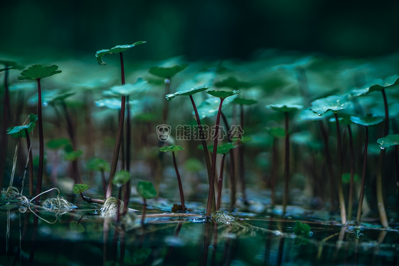 水生 植物 背景