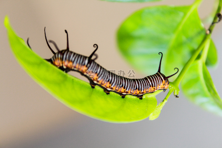 美丽的 生物学 模糊