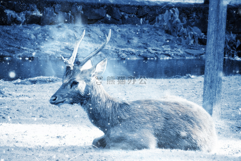 动物 艺术 寒冷的