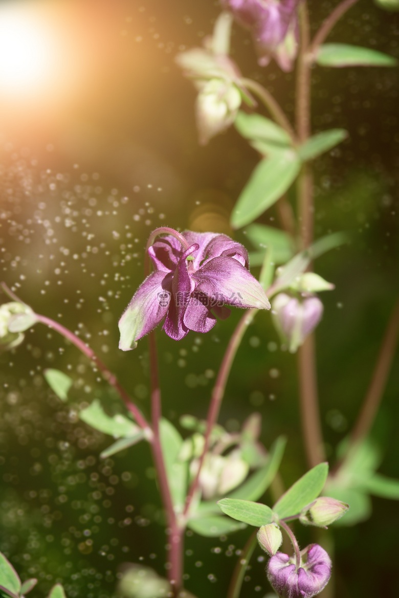 美丽的 开花 绽放