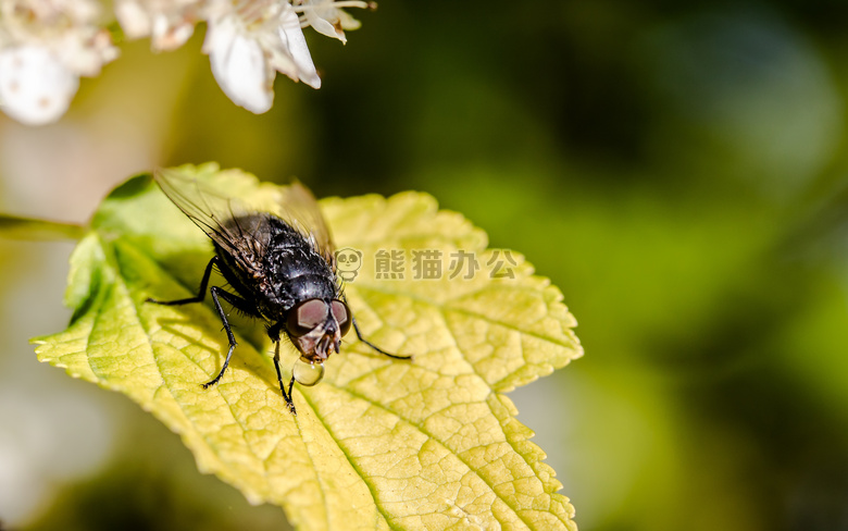 动物 生物学 模糊