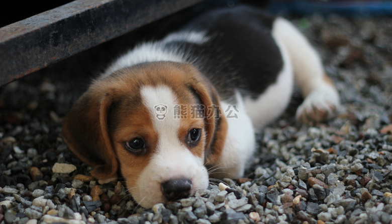 动物 比格犬 犬