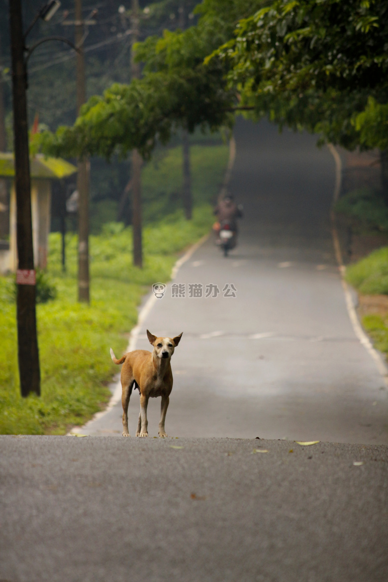 模糊 特写 深度