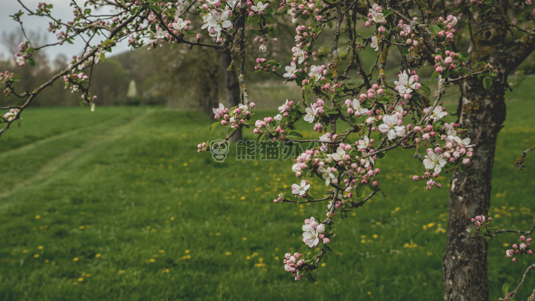 美丽的 开花 绽放