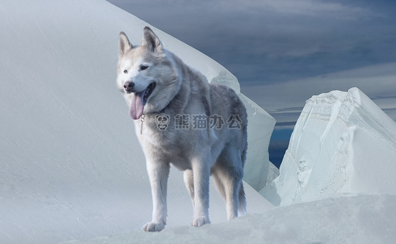 动物 犬 气候