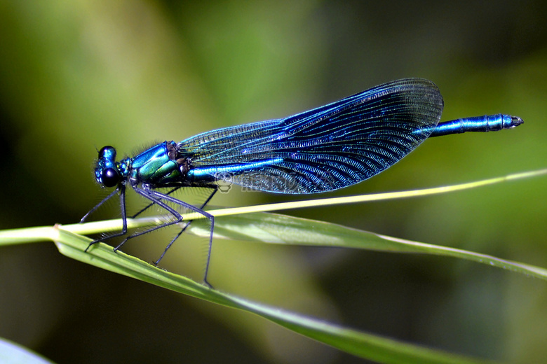 天线 生物学 蓝色