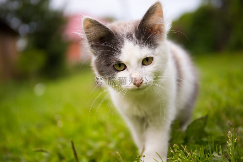 动物 模糊 猫