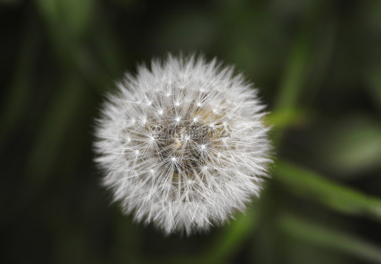 美丽的 开花 模糊