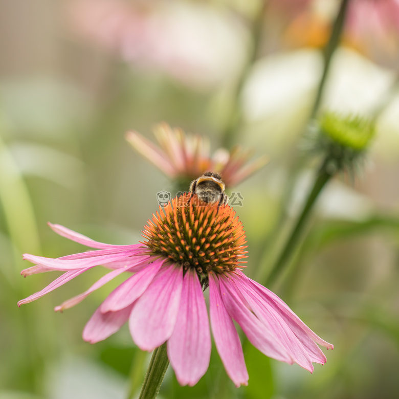 蜜蜂 开花 松果菊