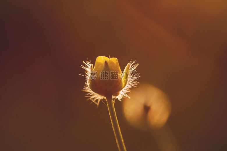 背光 开花 模糊