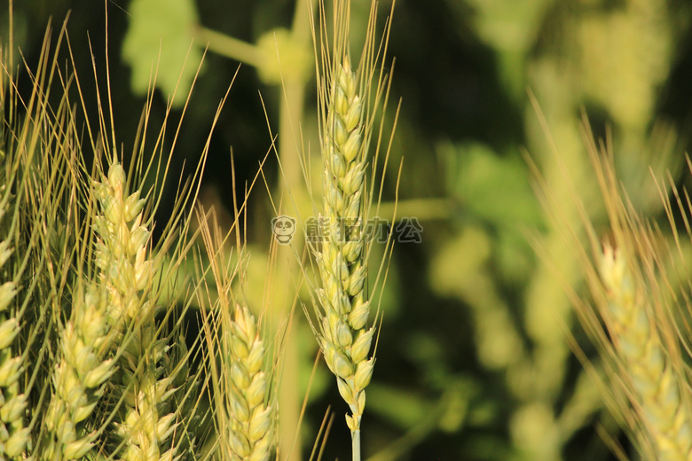 农业的 农业 大麦