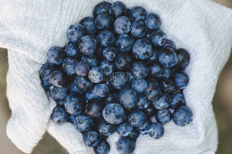 丰度 浆果 蓝莓