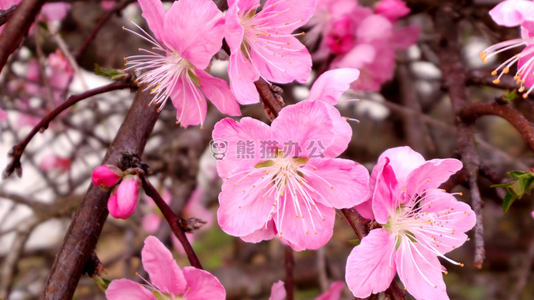 美丽的 开花 绽放