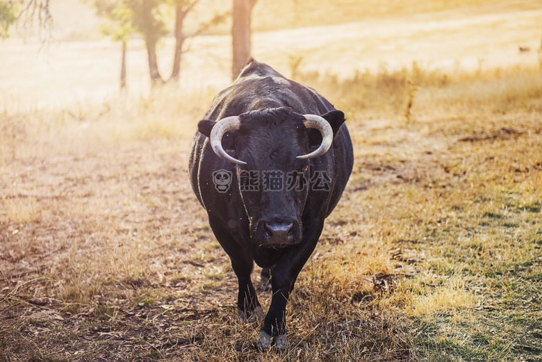 农业 动物 牛