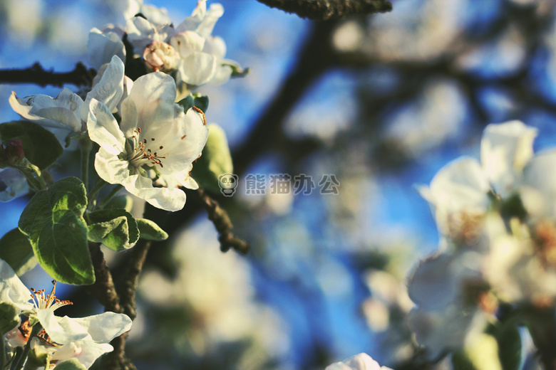 开花 绽放 分支