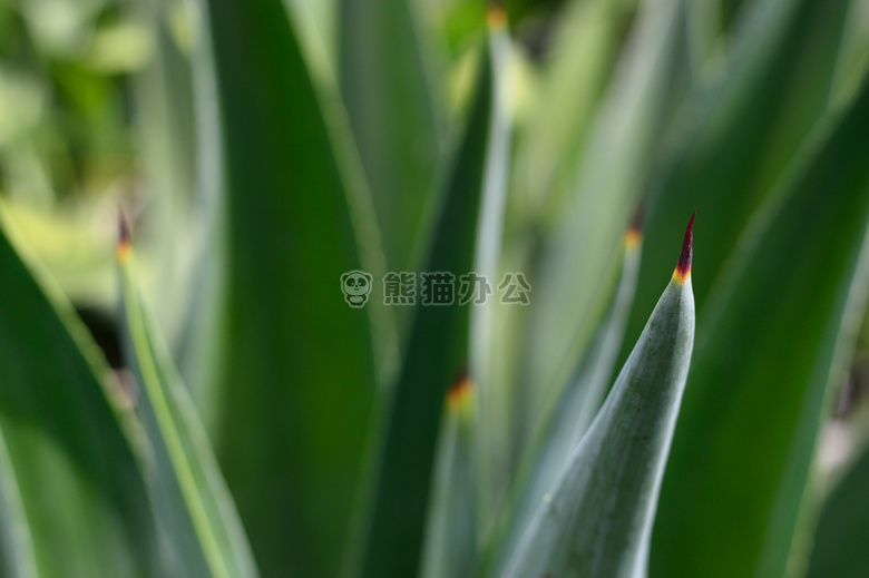 龙舌兰 芦荟 特写