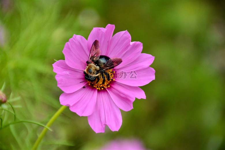 蜜蜂 开花 缺陷