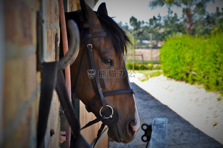 动物 谷仓 乡村